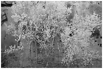 Aspen in fall foliage against red sandstone cliff. Capitol Reef National Park ( black and white)