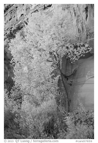 Cottonwood in fall foliage against sandstone cliff. Capitol Reef National Park, Utah, USA.