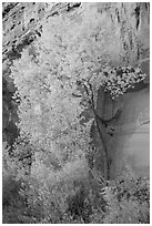 Cottonwood in fall foliage against sandstone cliff. Capitol Reef National Park, Utah, USA. (black and white)