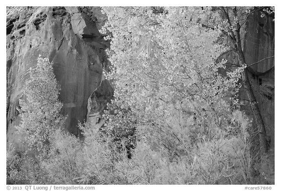 Trees in fall foliage against sandstone cliff. Capitol Reef National Park (black and white)