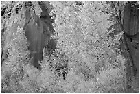 Trees in fall foliage against sandstone cliff. Capitol Reef National Park, Utah, USA. (black and white)