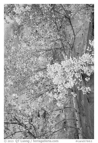 Aspen tree in autumn foliage against red cliff. Capitol Reef National Park (black and white)