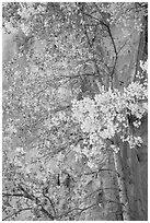 Aspen tree in autumn foliage against red cliff. Capitol Reef National Park, Utah, USA. (black and white)