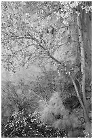 Tree and shrubs in autumn foliage against red cliff. Capitol Reef National Park ( black and white)