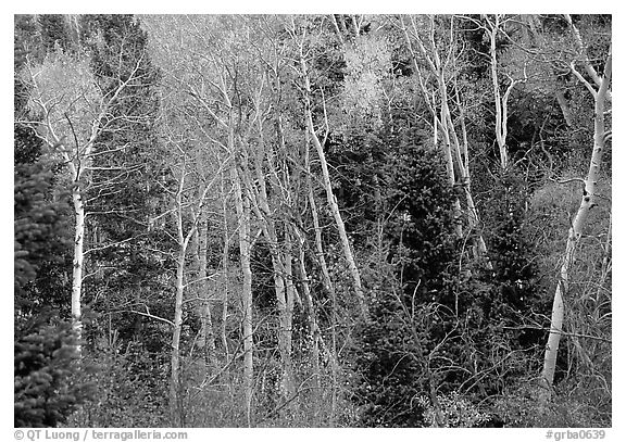 Autumn colors, Windy Canyon. Great Basin National Park (black and white)