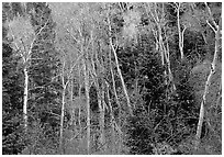 Autumn colors, Windy Canyon. Great Basin National Park ( black and white)