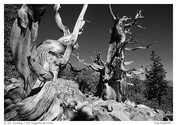 Bristlecone Pine trees near Wheeler Peak, morning. Great Basin National Park, Nevada, USA.