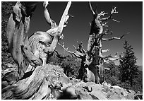 Bristlecone Pine trees near Wheeler Peak, morning. Great Basin National Park, Nevada, USA. (black and white)