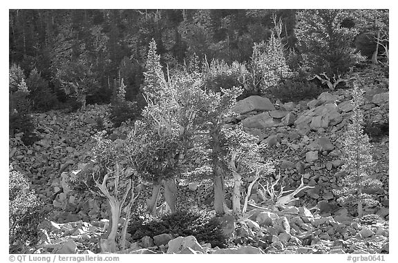 Bristlecone Pine trees and tallus, Wheeler cirque. Great Basin National Park (black and white)