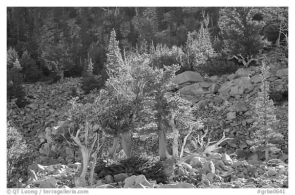 Bristlecone Pine trees and tallus, Wheeler cirque. Great Basin National Park, Nevada, USA.