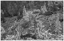 Bristlecone Pine trees and tallus, Wheeler cirque. Great Basin National Park, Nevada, USA. (black and white)