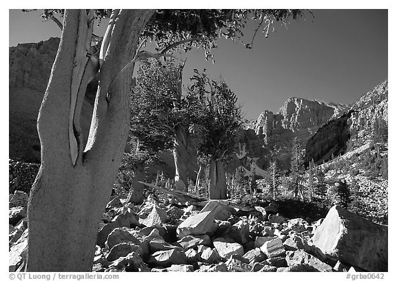 Bristlecone Pine trees and Wheeler Peak, morning. Great Basin National Park (black and white)