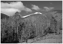 Trees and mountains, Baker Creek, morning spring. Great Basin National Park, Nevada, USA. (black and white)