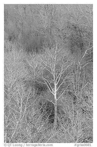 Conifers, bare trees, and newly leafed trees, springtime, Baker Creek. Great Basin National Park (black and white)