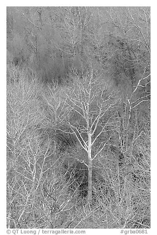 Conifers, bare trees, and newly leafed trees, springtime, Baker Creek. Great Basin National Park (black and white)