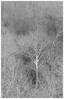 Conifers, bare trees, and newly leafed trees, springtime, Baker Creek. Great Basin National Park ( black and white)