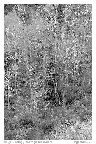 First leaves budding in spring, Baker Creek. Great Basin National Park (black and white)