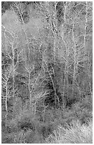 First leaves budding in spring, Baker Creek. Great Basin National Park ( black and white)