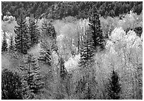 First leaves buds in springtime, Baker Creek. Great Basin National Park, Nevada, USA. (black and white)