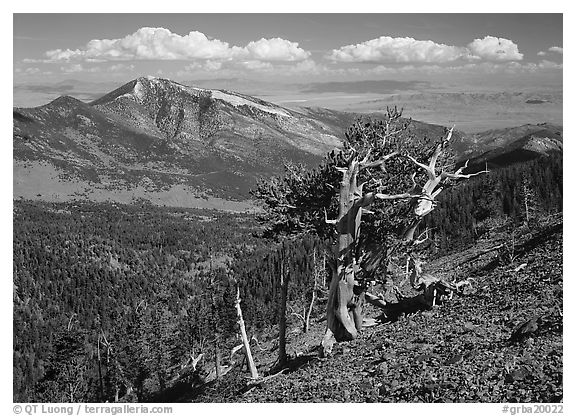 Bristlecone pine tree on slope overlooking desert, Mt Washington. Great Basin National Park, Nevada, USA.