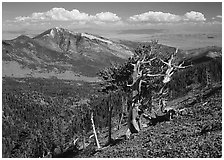 Bristlecone pine tree on slope overlooking desert, Mt Washington. Great Basin  National Park ( black and white)