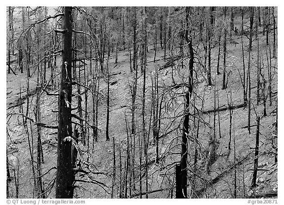 Forest of burned trees. Great Basin  National Park (black and white)