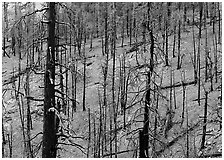 Forest of burned trees. Great Basin National Park, Nevada, USA. (black and white)