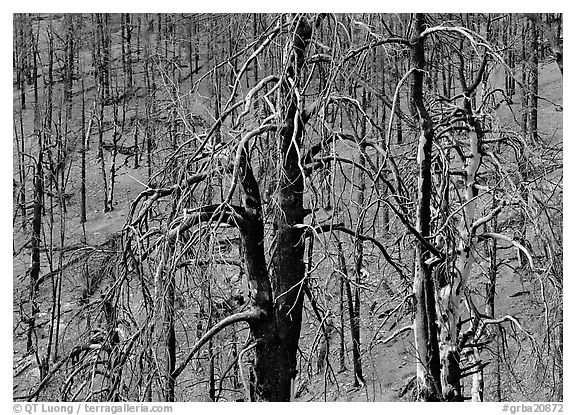 Burned trees on hillside. Great Basin National Park (black and white)