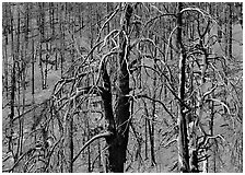 Burned trees on hillside. Great Basin National Park, Nevada, USA. (black and white)