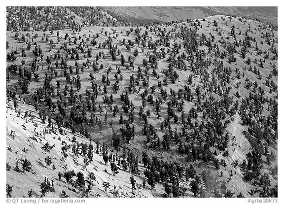 Hillside covered by forest of Bristlecone Pines near Mt Washington. Great Basin National Park, Nevada, USA.