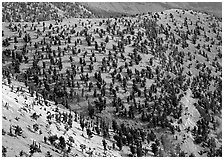 Hillside covered by forest of Bristlecone Pines near Mt Washington. Great Basin National Park, Nevada, USA. (black and white)