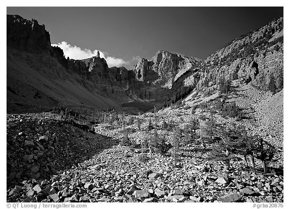 Bristlecone pine and morainic rocks, Wheeler Peak, morning. Great Basin National Park (black and white)