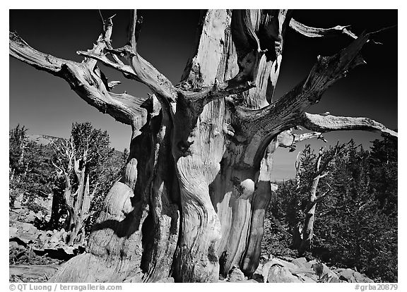 Bristelecone pine grove at the base of Wheeler Peak. Great Basin  National Park (black and white)