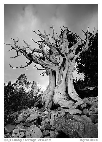 Ancient Bristlecone Pine, Wheeler Peak Basin, afternoon. Great Basin National Park (black and white)