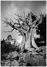 Ancient Bristlecone Pine, Wheeler Peak Basin, afternoon. Great Basin National Park ( black and white)