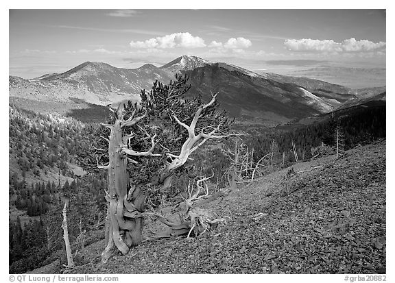 Bristelecone pines on Mt Washington, overlooking valley and distant ranges. Great Basin  National Park (black and white)