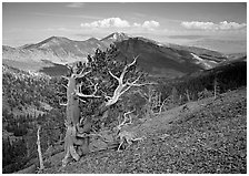 Bristelecone pines on Mt Washington, overlooking valley and distant ranges. Great Basin National Park, Nevada, USA. (black and white)