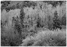 Tapestry of shrubs and trees in early spring. Great Basin  National Park ( black and white)