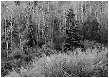 Trees just leafing out amongst bare trees. Great Basin National Park, Nevada, USA. (black and white)