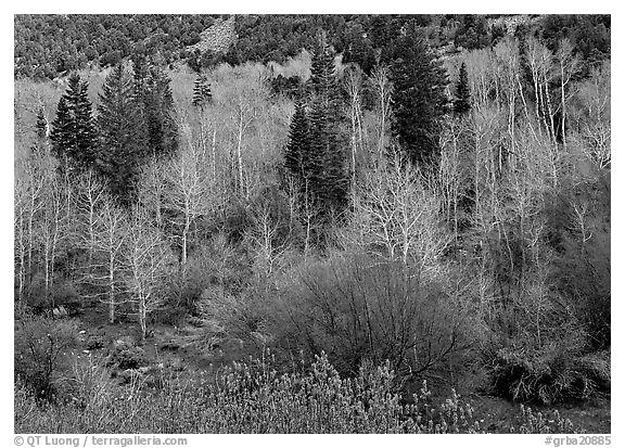 Bare trees, new leaves, and conifers. Great Basin  National Park (black and white)