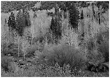 Bare trees, new leaves, and conifers. Great Basin National Park, Nevada, USA. (black and white)