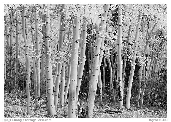 Aspens, Snake Creek, autumn. Great Basin National Park (black and white)