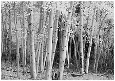 Aspens, Windy Canyon, autumn. Great Basin National Park, Nevada, USA. (black and white)