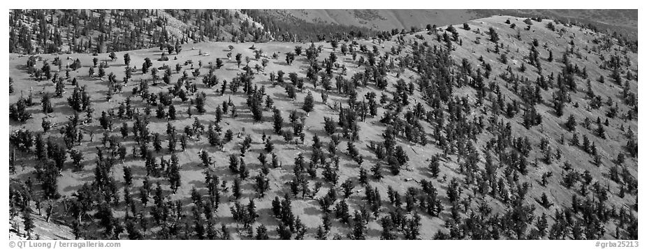 Hillside with Bristlecone pine forest. Great Basin National Park (black and white)