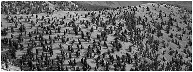 Hillside with Bristlecone pine forest. Great Basin  National Park (Panoramic black and white)