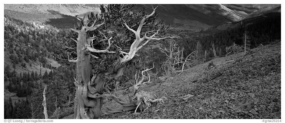 Bristlecone pine on rocky slope. Great Basin  National Park (black and white)