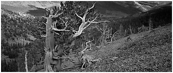 Bristlecone pine on rocky slope. Great Basin  National Park (Panoramic black and white)