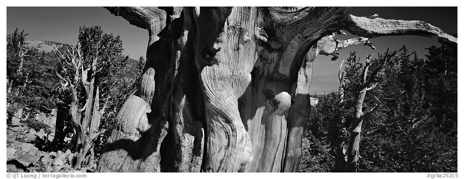 Ancient bristlecone pines. Great Basin National Park (black and white)