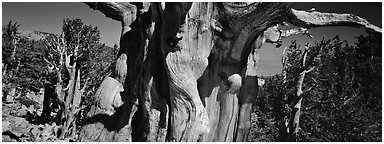 Ancient bristlecone pines. Great Basin  National Park (Panoramic black and white)