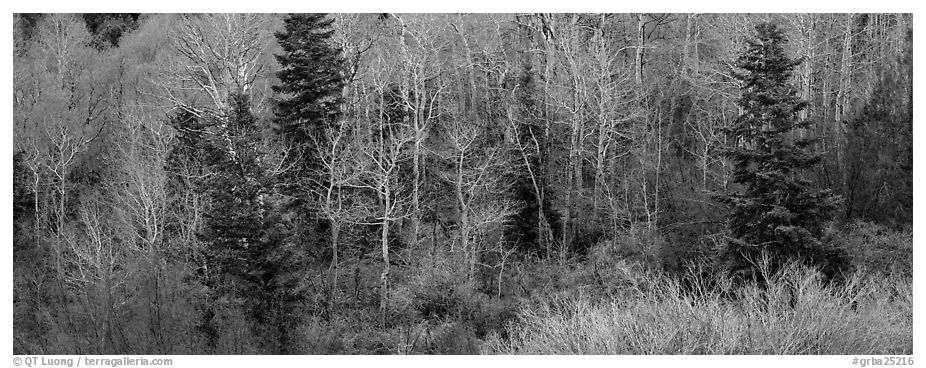 Spring mosaic of trees. Great Basin National Park (black and white)